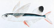 Sailfin_flyingfish.jpg